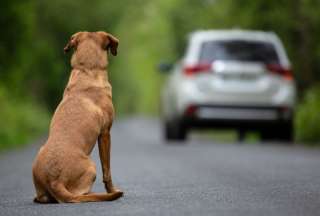 &iquest;C&oacute;mo hizo Pa&iacute;ses Bajos para ser el primer pa&iacute;s sin perros callejeros?