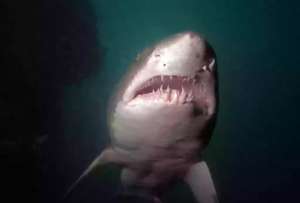 Descubren una nueva especie de tibur&oacute;n f&oacute;sil