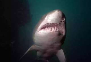 Descubren una nueva especie de tibur&oacute;n f&oacute;sil