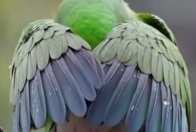 Una tierna ave madre protagoniz&oacute; un dulce momento con sus hijos.
