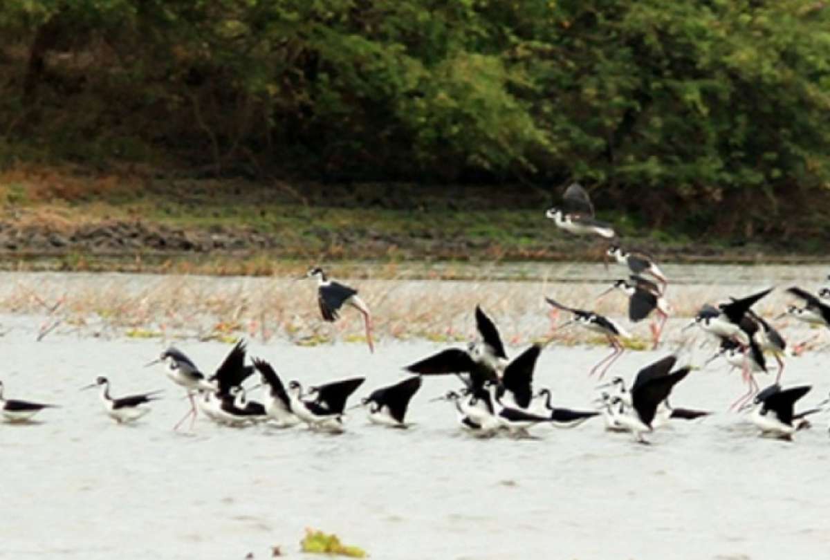 El Ministerio de Ambiente ha tomado muestras para determinar la presencia de m&aacute;s casos de influenza aviar, en Guayas.