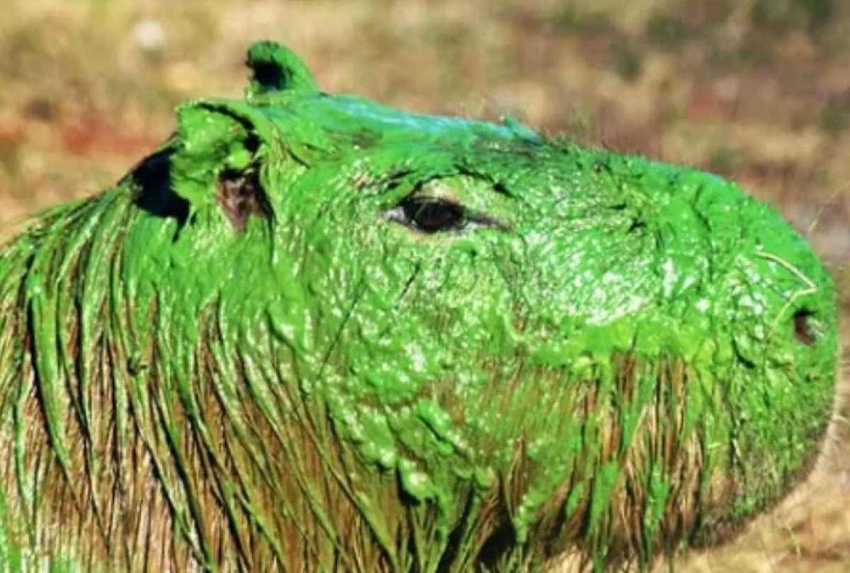 &iquest;Qu&eacute; provoc&oacute; el color verde en las capibaras?