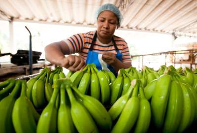 El precio se fijar&aacute; en base a costos presentados por el sector bananero.