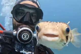 Buzo se tom&oacute; divertida &lsquo;selfie&rsquo; con un pez globo