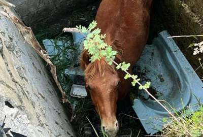 El equino qued&oacute; atrapado en un espacio estrecho, antes de ser rescatado por los bomberos. 