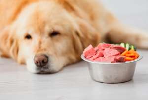 En redes sociales recomiendan dar alimentos crudos a nuestras mascotas, sin embargo, esto no podría ser muy recomendable.