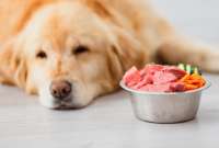 En redes sociales recomiendan dar alimentos crudos a nuestras mascotas, sin embargo, esto no podría ser muy recomendable.
