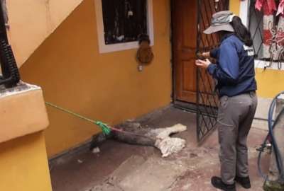 La mascota estaba amarrada a una de las columnas
