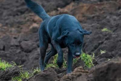 Jacob, el perro que busca a su familia en Alaus&iacute;