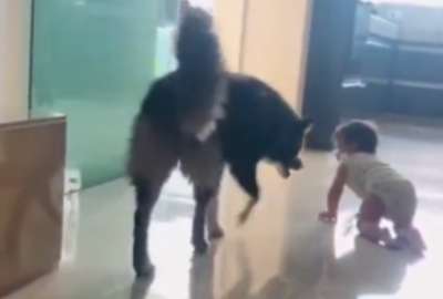 Este perro no descuid&oacute; a su peque&ntilde;o amigo en ning&uacute;n momento.
