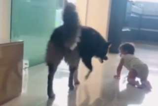 Mundo: Perro protege a un beb&eacute; de los peligros del hogar