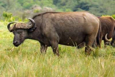 Presidente de la Federaci&oacute;n Mexicana de Caza muri&oacute; tras ser embestido por un b&uacute;falo