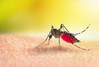 Falleci&oacute; primer paciente con fiebre amarilla en Ecuador