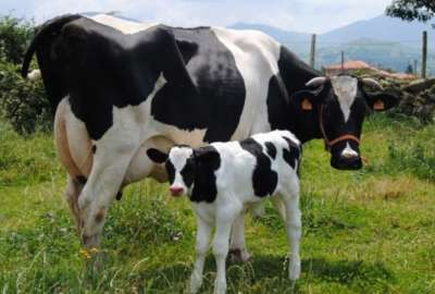 Incrementar la producci&oacute;n y el consumo local de leche como medida ante p&eacute;rdidas por las manifestaciones