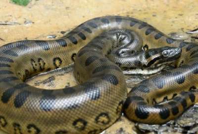 Una verdadera escena de miedo y caos vivieron las personas que se encontraban dentro de una piscina de la India, luego de que una gran serpiente apareciera en el lugar.
