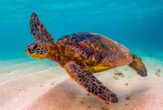 Criaturas de sangre fr&iacute;a como las tortugas no envejecen, seg&uacute;n estudios