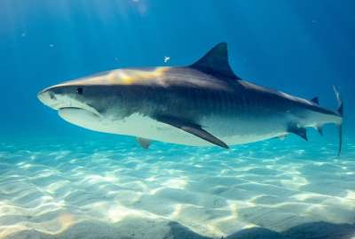 Tizi, influencer china, acusada de comer un tibur&oacute;n blanco
