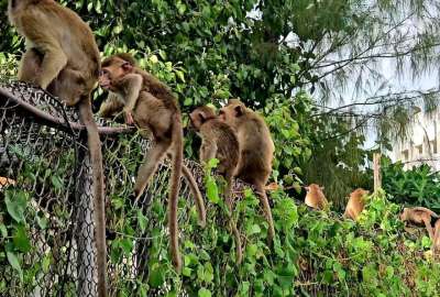 Un grupo de monos se apoder&oacute; de una estaci&oacute;n de Polic&iacute;a en Tailandia. 
