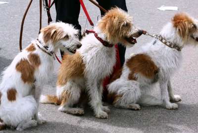 El objetivo del C&oacute;digo es mejorar el bienestar animal y la tenencia responsable de las mascotas en Quito. 