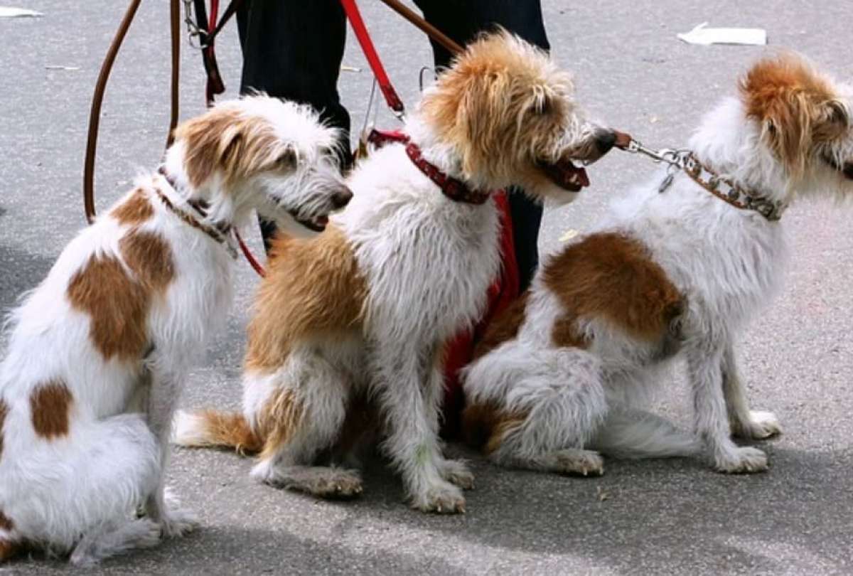 El objetivo del C&oacute;digo es mejorar el bienestar animal y la tenencia responsable de las mascotas en Quito. 