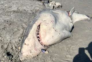 Restos de un tibur&oacute;n blanco inquietan a los internautas