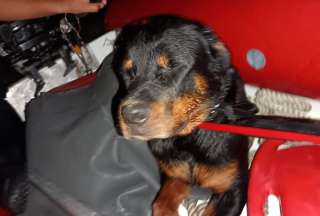 Guayaquil: Bomberos rescatan a un perro en el r&iacute;o Guayas