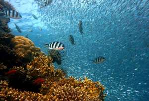 Descubren la raz&oacute;n por la que los corales brillan en las profundidades