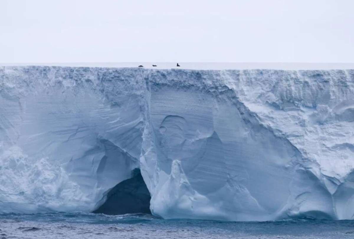 Su desplazamiento desde la Antártida podría obstruir zonas de la fauna silvestre, como focas y pingüinos, y representa un riesgo para la navegación.