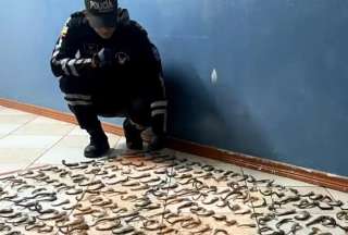 Decomisan casi 3.000 caballitos de mar en operativo policial en Carchi