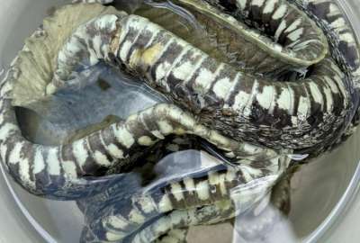 Arcsa encontr&oacute; hasta una serpiente en una planta de l&aacute;cteos