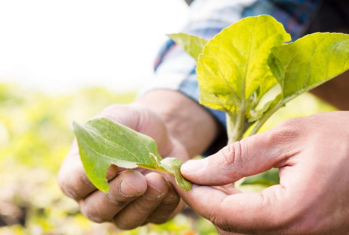 Más de mil productores reciben bono del Gobierno para enfrentar crisis agroproductiva
