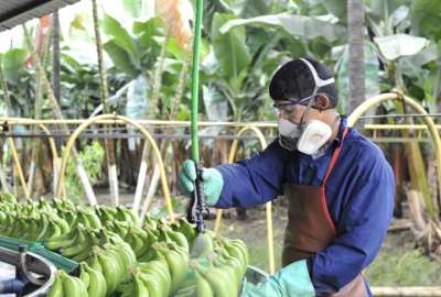 En la ley se establecen sanciones por exportaci&oacute;n de banano sin aprobaci&oacute;n 