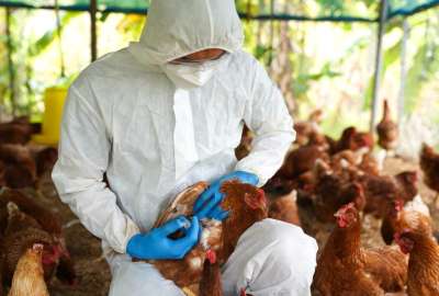 El incremento de los casos de gripe aviar ha incrementado el precio de productos como carne y huevos.