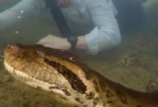 Descubren Anaconda gigante en el Amazonas