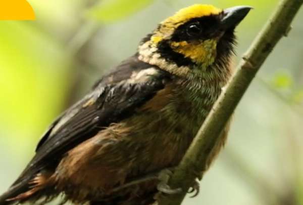 11 aves regresaron a su h&aacute;bitat natural tras ser rescatadas de un extranjero que quer&iacute;a sacarlas del pa&iacute;s.