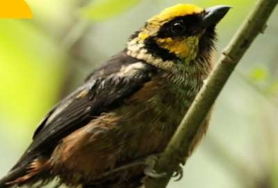 11 aves regresaron a su h&aacute;bitat natural tras ser rescatadas de un extranjero que quer&iacute;a sacarlas del pa&iacute;s.