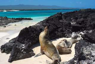 Las Islas Gal&aacute;pagos como destino tur&iacute;stico