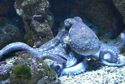 Graban extra&ntilde;o comportamiento de un pulpo