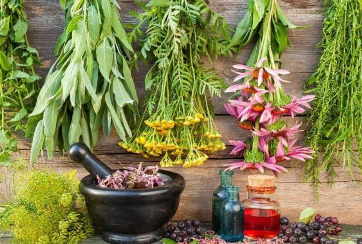 Una planta medicinal de la India combate la hipertensi&oacute;n, insomnio y hasta la ansiedad