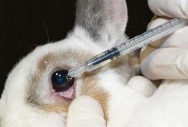 Colombia, Ecuador, M&eacute;xico, Australia, el Reino Unido y Corea del Sur tambi&eacute;n han aprobado leyes contra la experimentaci&oacute;n animal