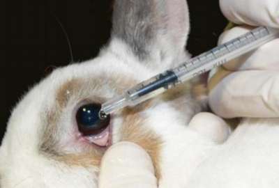 Canad&aacute; proh&iacute;be el uso de animales para probar productos cosm&eacute;ticos