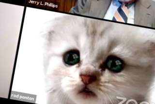 Un abogado aparece como &ldquo;gatito&rdquo; en audiencia judicial virtual