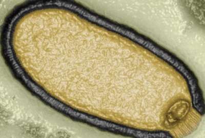 Cient&iacute;ficos logran 'resucitar' a virus encontrados en el 'permafrost'