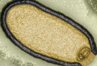 Cient&iacute;ficos logran 'resucitar' a virus encontrados en el 'permafrost'