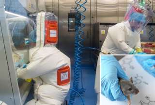 Cient&iacute;ficos chinos crean cepa mutante del coronavirus que afecta al cerebro