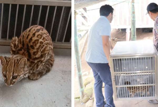 ¿Puedes tener animales silvestres en casa? La respuesta es no, ya que existen sanciones. En Cotacachi se rescató dos especies.