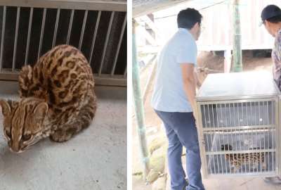 &iquest;Puedes tener animales silvestres en casa? La respuesta es no, ya que existen sanciones. En Cotacachi se rescat&oacute; dos especies. 