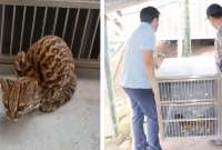 ¿Puedes tener animales silvestres en casa? La respuesta es no, ya que existen sanciones. En Cotacachi se rescató dos especies.