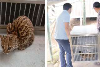 Rescatados un tigrillo y dos guatusas en una casa en Cotacachi
