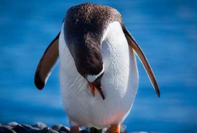 Un ping&uuml;ino fue el causante de un accidente de avi&oacute;n